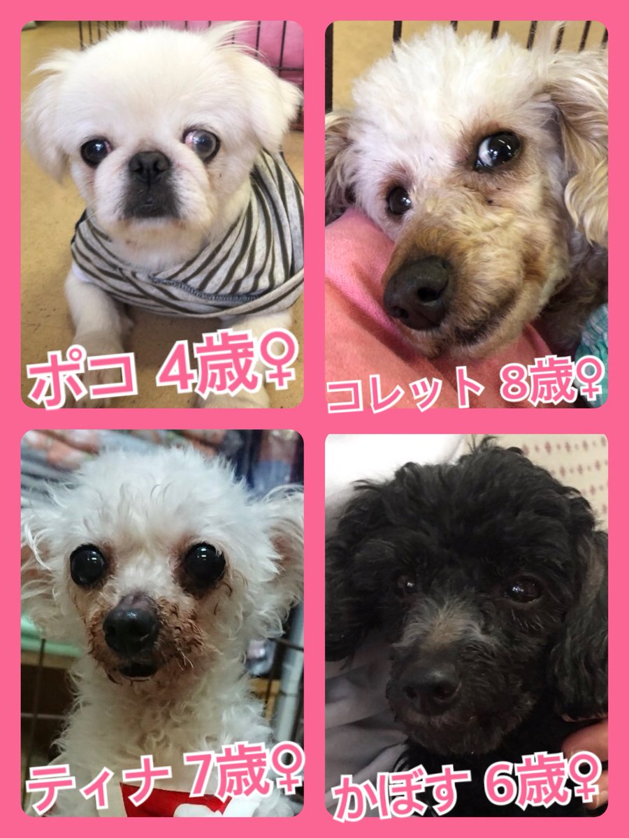 🐾今日の里親様募集中ワンコ🐶メンバーです🐾2019,5,1